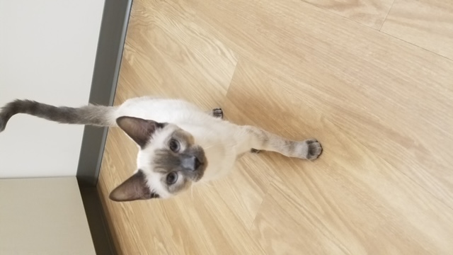 siamese cat in exam room